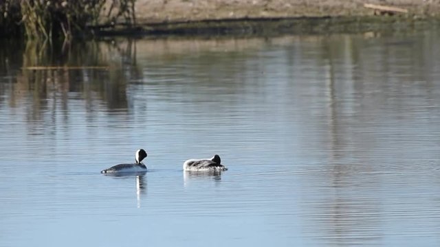 HD Video of pair of Western Grebe swimming on a calm lake.  The western grebe is the largest North American grebe.