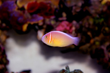 Pink Skunk Clownfish - (Amphiprion perideraion)