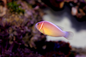Pink Skunk Clownfish - (Amphiprion perideraion)