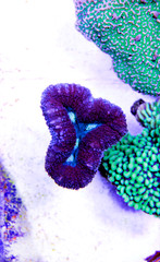 Brain Coral, Lobophyllia (Lobophyllia hemprichii) © Kolevski.V