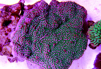 Naklejka premium Montipora Candy Cap Coral, - (Montipora capricornis)