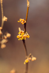yellow vernal witch hazel flowers. hamamelis vernalis.