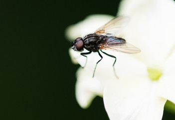 Stubenfliege