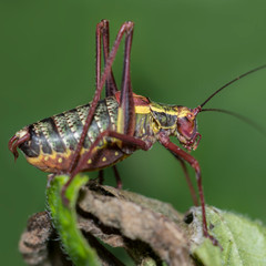 Heuschrecke