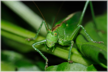 Heuschrecke