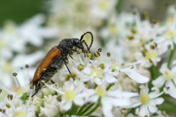Rüsselkäfer