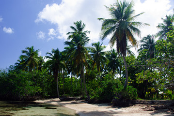 Fototapeta na wymiar Palmen in der Karibik, Dominikanische Republik, Samana