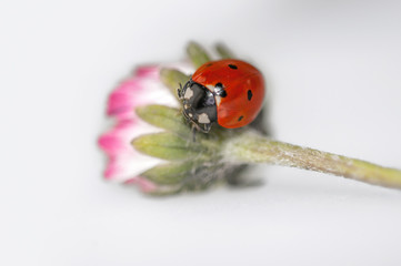 Marienkäfer