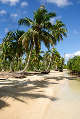 Palmen der Karibik, Dominikanische Republik, Samana