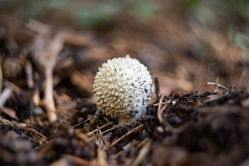 White mushroom with round shape