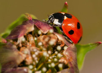 Marienkäfer