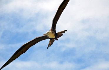 Upward view of frigatebird or frigate bird in flight with thin black wings, brown tail feathers spread wide, white chest and head and long hooked beak against cloudy blue sky background. Copy space.