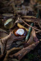 Kastanie auf Waldboden