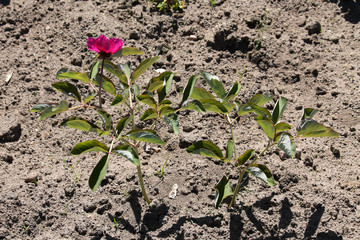 Paeonia officinalis or Common peony in garden. General view of flowering plant with green leaves and pink flower