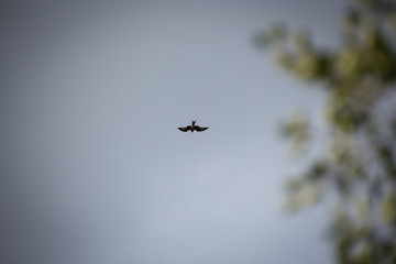 Gabelweihe am Himmel © Schulterblick