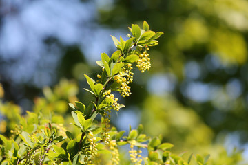 Branch of Amur barberry or Berberis amurensis (Syn. Berberis bretschneideri) with green leaves and buds