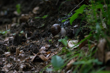 Weinbergschnecke im Wald