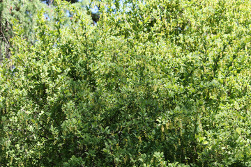 Fototapeta na wymiar Amur barberry or Berberis amurensis (Syn. Berberis bretschneideri). Green foliage