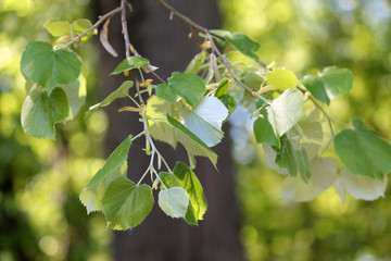 Branch of silver linden or Tilia tomentosa with green leaves