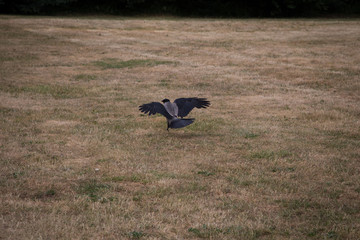 Krähe im Landeanflug