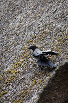 Kr&auml;he mit Brotst&uuml;ckchen