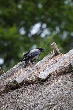 Kr&auml;he auf dem Dachfirst eines Rebdaches