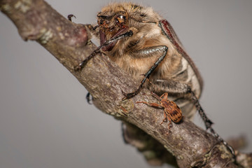 Maikäfer