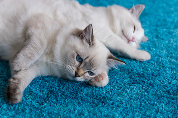  Rag doll kittens with blue eyes