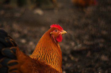 Orangenes Huhn