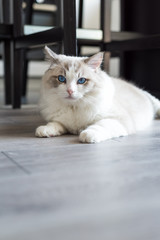 Ragdoll cat lying on the wooden floor