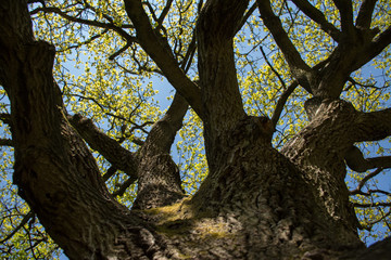 Schöne alte Eiche mit mächtigen Ästen von unten