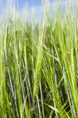 Fototapeta na wymiar Ears Of Barley In The Field On A Summer Day