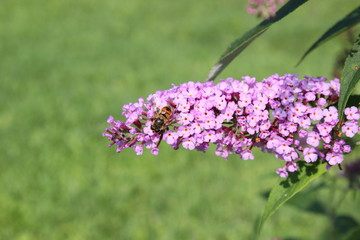 Schwebfliege auf der Blüte vom Sommerflieder