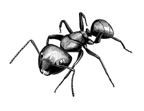 black ant, vintage ink hand drawn illustration