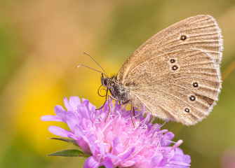 Schmetterling