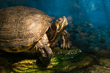 Painted grown turtle chrysemys picta sitting on rock basking in late morning sun in fresh water pond