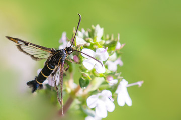 Schmetterling