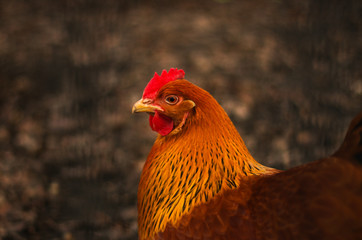 Portrait einer Henne