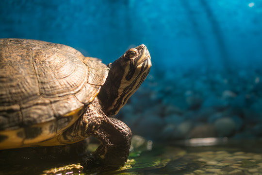 Painted grown turtle chrysemys picta sitting on rock basking in fresh water pond with empty copy space