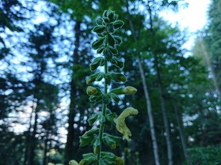 Parco delle foreste casentinesi