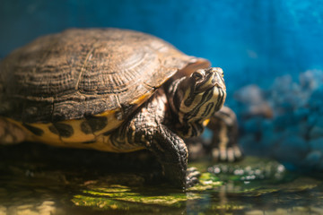 Painted grown turtle chrysemys picta sitting on rock basking in late morning sun in fresh water pond