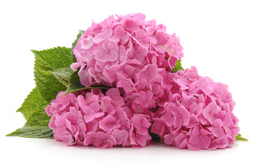 Pink hydrangea with leaves.