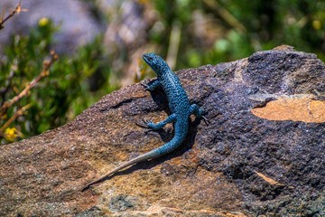 Lagartija azul