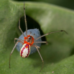Spinne mit Milben und Cocon