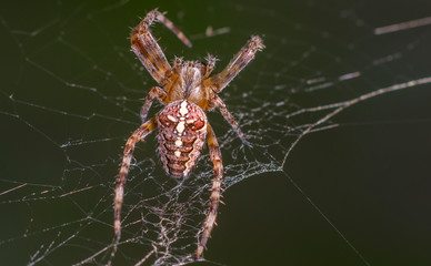 Kreuzspinne