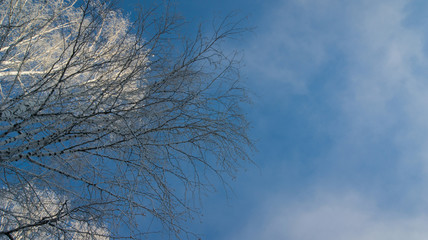 view of the sky through tree branches
