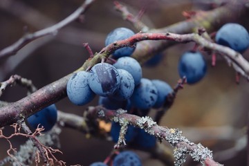 Beeren der Schlehe im Winter