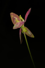Blume