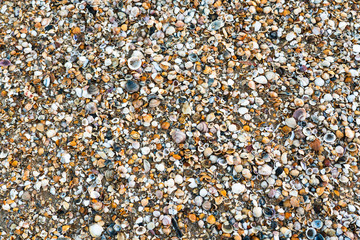 Seashells on beach in Punta Umbria, Spain