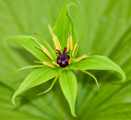Blume